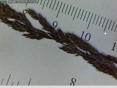 Muhlenbergia mexicana