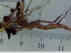 Muhlenbergia mexicana