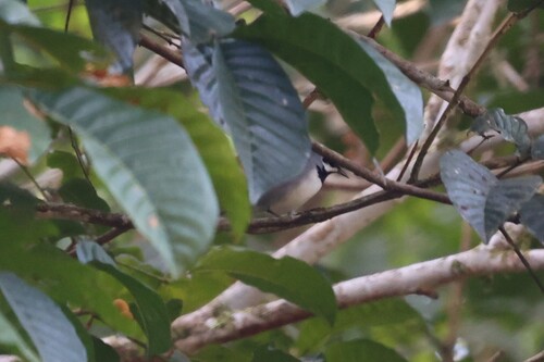 Golden-winged Warbler (Vermivora chrysoptera), photo 2