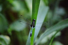 Erythrodiplax avittata