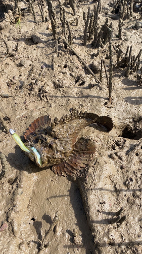 Dornorn (Synanceia horrida) — Synanceiidae