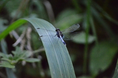 Erythrodiplax avittata