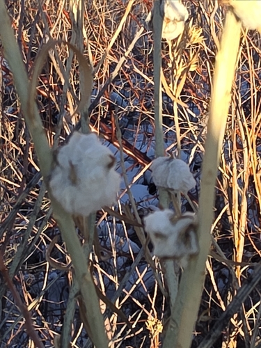Unknown species found near Littleton, CO 80125, USA