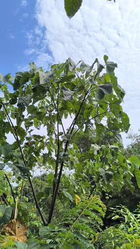 Ochroma (Ochroma pyramidale)