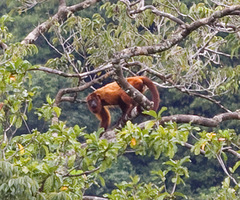 Alouatta macconnelli