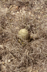 Echinocereus carmenensis