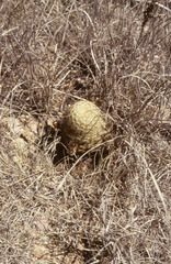 Echinocereus carmenensis