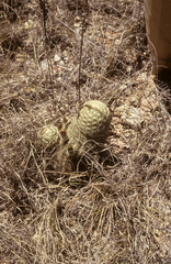 Echinocereus carmenensis