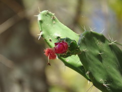 Opuntia dejecta