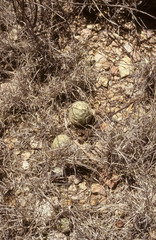 Echinocereus carmenensis