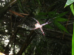 Argiope appensa