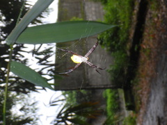 Argiope appensa