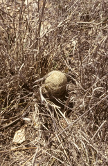 Echinocereus carmenensis