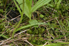 Dactylorhiza traunsteineri