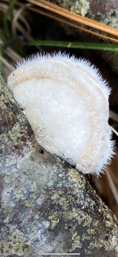 Hairy Bracket (Trametes hirsuta)