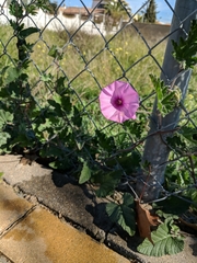 Convolvulus althaeoides althaeoides
