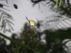 Argiope appensa