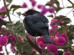 Molothrus bonariensis