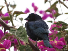 Molothrus bonariensis