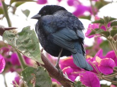 Molothrus bonariensis