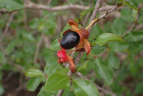 Boat-Fruited Ochna (Ochna inermis)