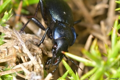 Carabus macrocephalus