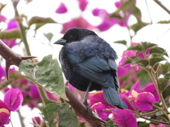 Molothrus bonariensis