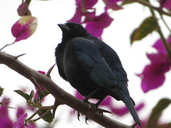 Molothrus bonariensis