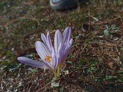 Crocus cappadocicus, photograph Umut Nuri Erdoğan, CC BY, iNaturalist via GBIF