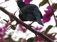 Molothrus bonariensis