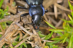 Carabus macrocephalus