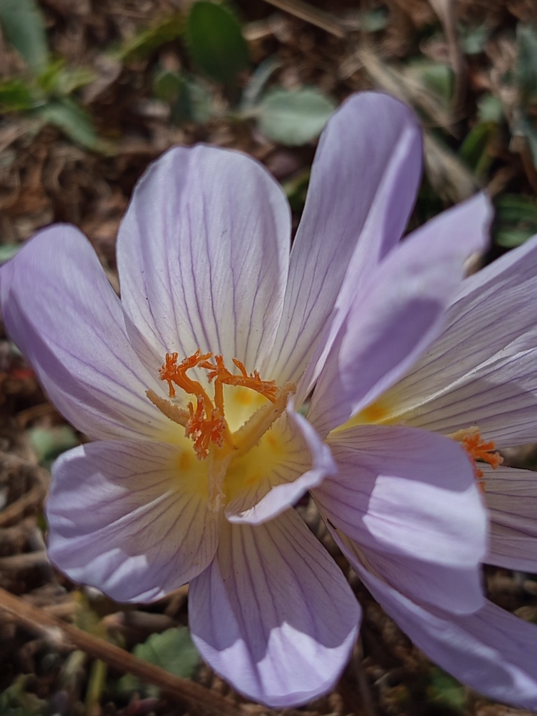 Crocus cappadocicus; photograph Umut Nuri Erdoğan, CC BY, iNaturalist via GBIF