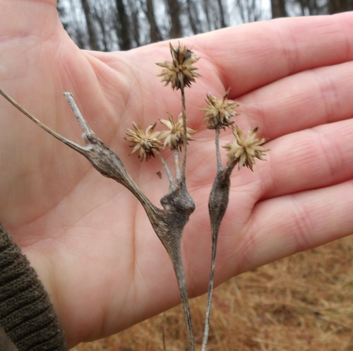 Unknown species found near SCSP GTQ Montgomery County, MD, USA