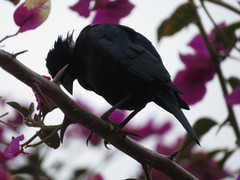 Molothrus bonariensis