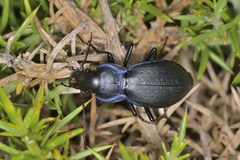 Carabus macrocephalus