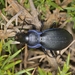 Carabus macrocephalus - Photo (c) Suso Tizón, some rights reserved (CC BY-NC-SA), uploaded by Suso Tizón