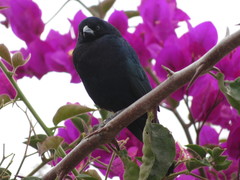 Molothrus bonariensis