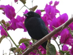 Molothrus bonariensis