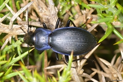 Carabus macrocephalus