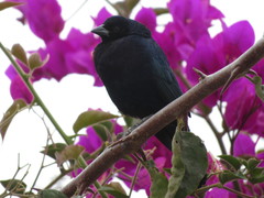 Molothrus bonariensis