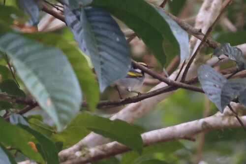 Golden-winged Warbler (Vermivora chrysoptera)