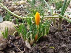 Crocus ancyrensis