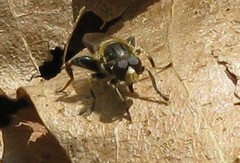 Teuchocnemis lituratus