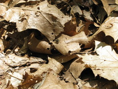 Teuchocnemis lituratus