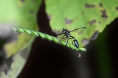 Salpingogaster