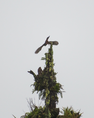 New Zealand Falcon (Falco novaeseelandiae), photo 4