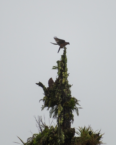 New Zealand Falcon (Falco novaeseelandiae), photo 5