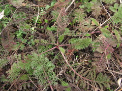 Achillea nobilis
