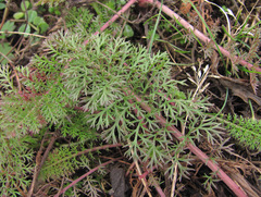 Achillea nobilis