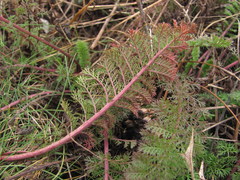 Achillea nobilis